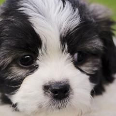 Bichon Frises, Shichons, and Shih Tzus from Teddy Bears of Arizona