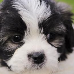 Bichon Frises, Shichons, and Shih Tzus from Teddy Bears of Arizona