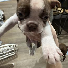 Boy brown - Brindle and white male Boston Terrier puppy in Taylorsville, North Carolina from Jessica's Boston Terriers
