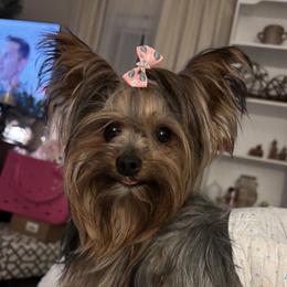 Molly - Yorkshire Terrier