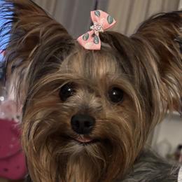 Molly - Yorkshire Terrier