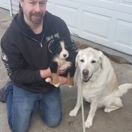 Bernese Mountain Dog Puppies from Lonesome Pine Farm