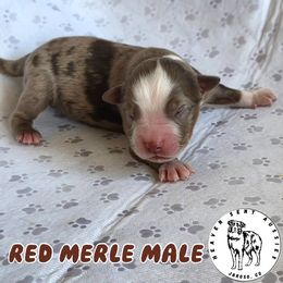 Kiowa - Red merle male Miniature Australian Shepherd puppy in Jaroso, Colorado from Heaven Sent Aussies