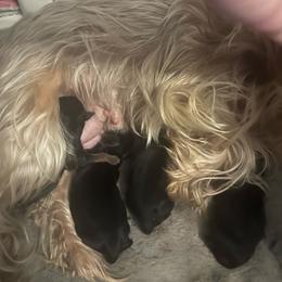 Avant - Black and tan male Yorkshire Terrier puppy in Beavercreek, Ohio from The Yorkie Den, LLC
