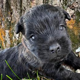 Olive - Black brindle female Cairn Terrier puppy in St. Joseph, Missouri from Stone & Thistle Cairn Terriers