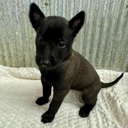 Light Pink - Black sable female Belgian Malinois puppy in Muskegon, Michigan from Red Acres Working Line K9s