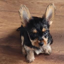Yorkshire Terriers from Yorkie Ville Kennel