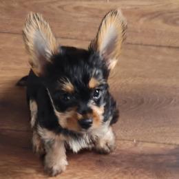 Yorkshire Terriers from Yorkie Ville Kennel