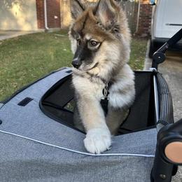 Siberian Husky puppies from TRUHUSKY SIBERIANS