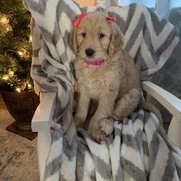 Assorted Doodle Crosses Puppies from Goldens and Doodles