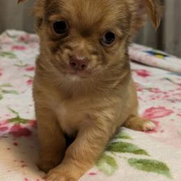 Louis - Chocolate brindled fawn male Chihuahua puppy in Amity, Pennsylvania from Baxters Chihuahuas