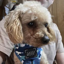 Lucy - Poodle