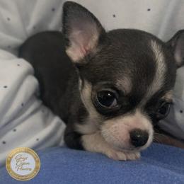 Pip - Black and white female Chihuahua puppy in De Quincy, Louisiana from Guys Cajun Paws