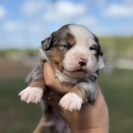 Safari ASDR - Blue merle female Toy Australian Shepherd puppy in Polk City, Florida from Skaky Shepherds