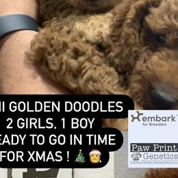 Goldendoodles and Poodles from Precious V Poodles & Doodles