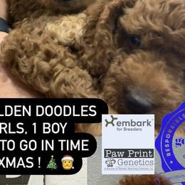 Goldendoodles and Poodles from Precious V Poodles & Doodles
