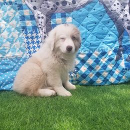 Australian Shepherd Puppies from Sarco Creek Ranch