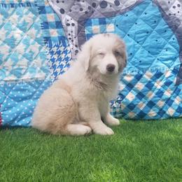 Australian Shepherd Puppies from Sarco Creek Ranch