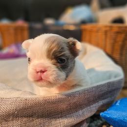 Murphy - Tricolors male French Bulldog puppy in Enfield, Connecticut from AVM Frenchies