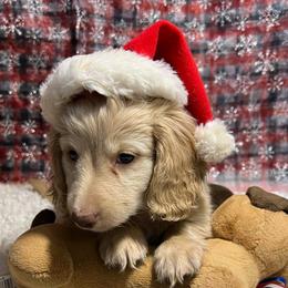 Dozy - Cream male Dachshund puppy in Bigfork, Minnesota from Dachshunds Up North