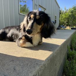 Dachshund Puppies from EB's Cajun Lil' Doxies