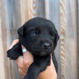 Storm - Black & white male Australian Shepherd puppy in Newton, Mississippi from Bright Star Aussies