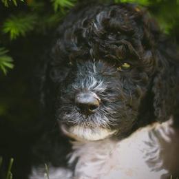 Poodle Puppies from Farmington Ridge llc