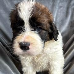 Boy 3 - Orange and white male Saint Berdoodle puppy in San Antonio, Texas from Mammoth Doodles