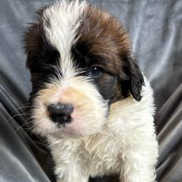 Boy 3 - Orange and white male Saint Berdoodle puppy in San Antonio, Texas from Mammoth Doodles