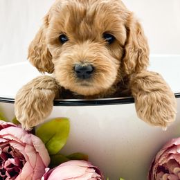 Goldendoodle Puppies from Mumzee Doodles