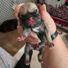 Green n black - Fawn male Pug puppy in Tacoma, Washington from Glamour pugs