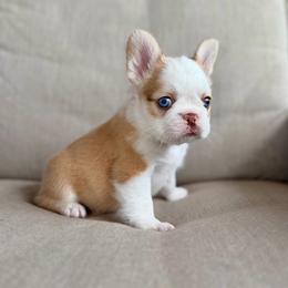Pied boy - Tricolors male French Bulldog puppy in Jefferson City, Missouri from Central Frenchie Haven
