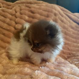 Boss - Chocolate parti male Pomeranian puppy in Waterloo, Indiana from Garcias Pomeranian