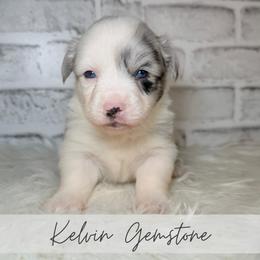 Kelvin Gemstone - Blue merle and white male American Corgi puppy in Greenwood, Indiana from Witch Creek Corgis