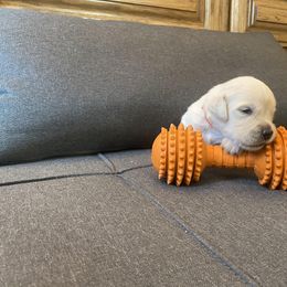 Ms Orange - 16 days old - Golden Retriever puppy from Golden State Goldens