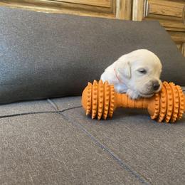 Ms Orange - 16 days old - Golden Retriever puppy from Golden State Goldens