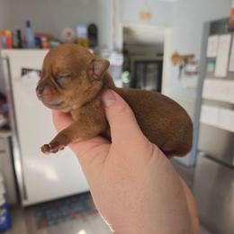 Freddy - Chocolate sabled fawn male Chihuahua puppy in Ashtabula, Ohio from Paw's & Awe's Chihuahuas
