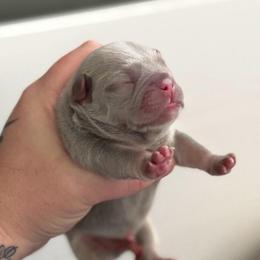 Bullet - Tricolors male French Bulldog puppy in Violet Hill, Arkansas from Obduro Bullies and Frenchies