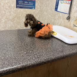 Cupcake - Brown female Poodle puppy in Fredericktown, Missouri from Doodle Pups Fur-Ever
