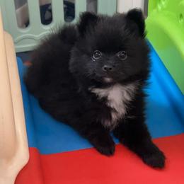 Emma - Black female Pomeranian puppy in Ocala, Florida from Roxy's Pomeranian Puppies