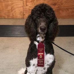 Poodles from Goode Standards