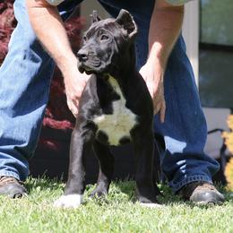 Red Collar - Black male Perro de Presa Canario puppy in Pocahontas, Illinois from Cabeza Grande Kennel
