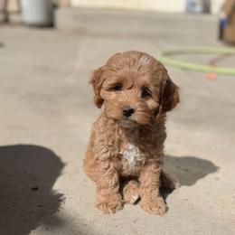 Penny - Red female Cockapoo puppy in Colorado Springs, Colorado from Garrett Doodles