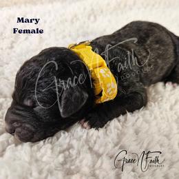 Mary - Black female Labradoodle puppy in Peyton, Colorado from Grace N Faith Doodles