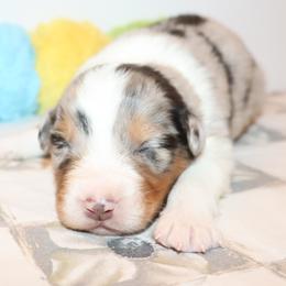 Dag - Blue merle male Australian Shepherd puppy in Colorado from Firestone Australian Shepherds
