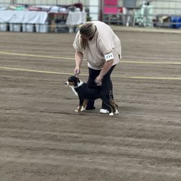 Queenie - Miniature Australian Shepherd
