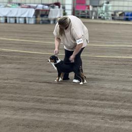 Queenie - Miniature Australian Shepherd