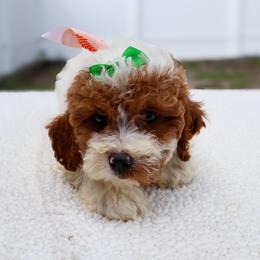 Cookie - White female Cavapoo puppy in Apopka, Florida from Rae Precious Puppies