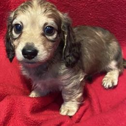 Dachshunds from DeJohn