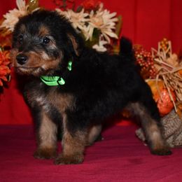 Spicer - Black and tan male Welsh Terrier puppy in Draper, Virginia from Shady Oaks WFT